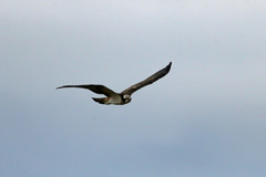 ミサゴがセーフ