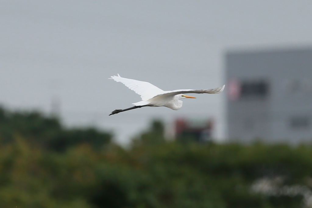 ダイサギセーフ