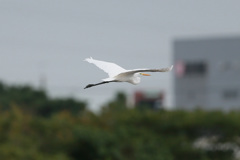 ダイサギセーフ