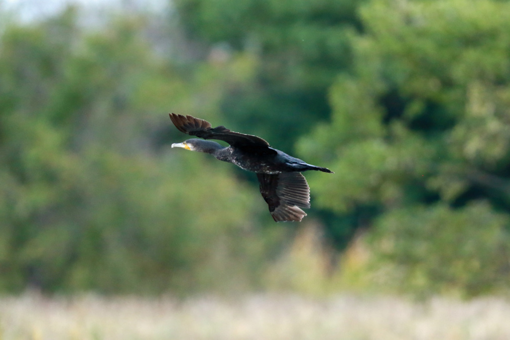 カワウがセーフ