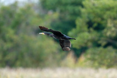 カワウがセーフ