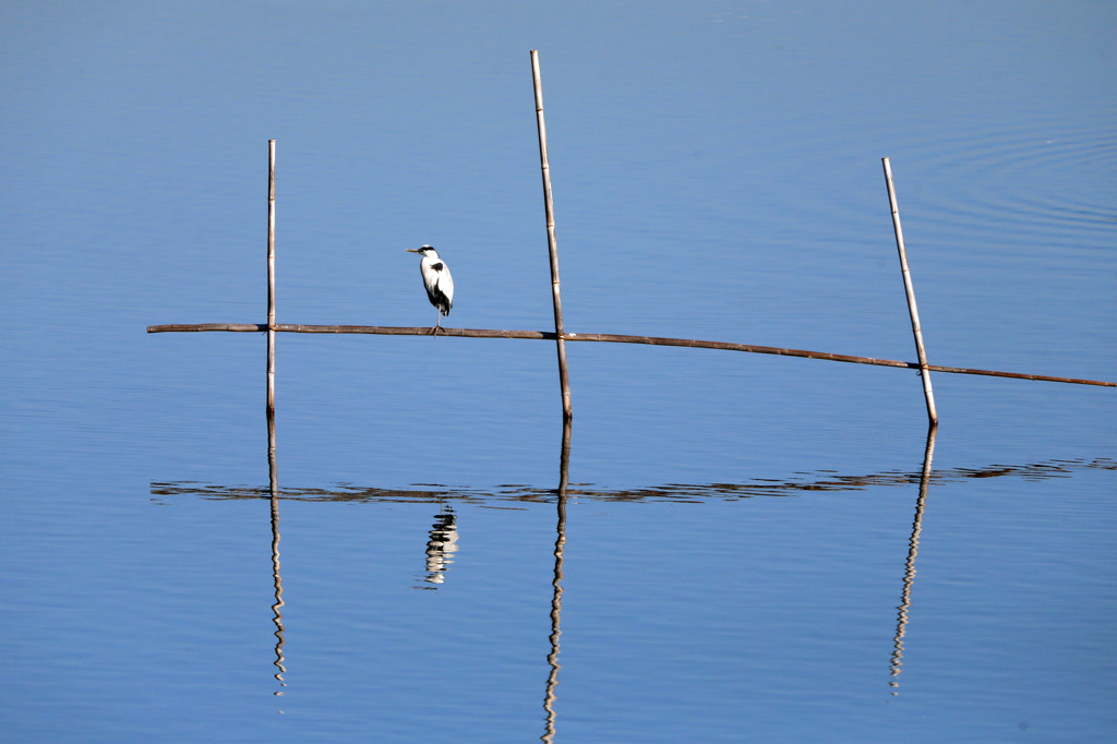 一人ぼっちアオサギさん