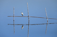 一人ぼっちアオサギさん