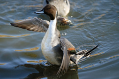 オナガカモ定番ポーズ-1