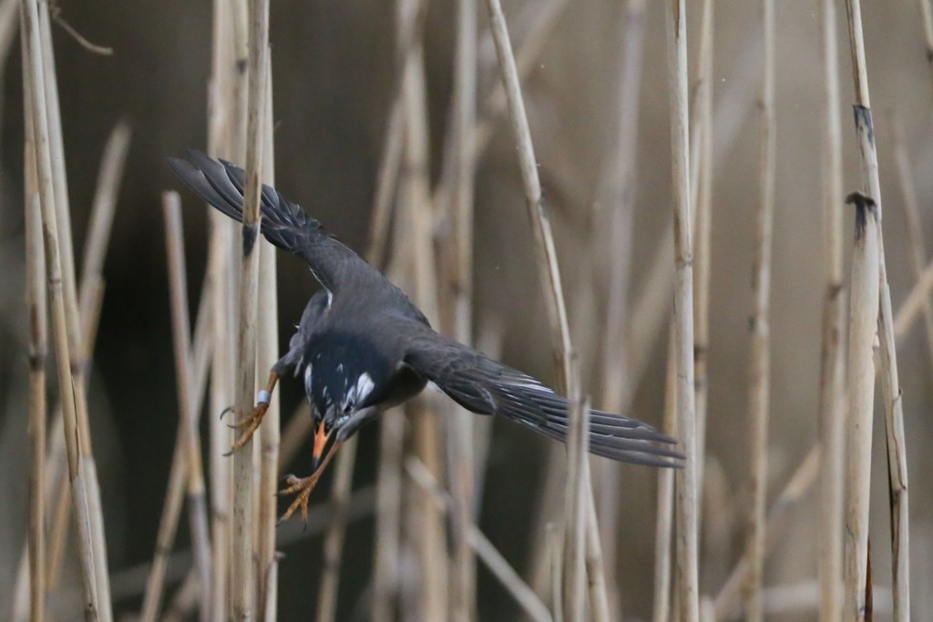 ムクドリ急降下-2