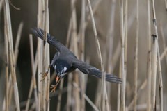 ムクドリ急降下-2