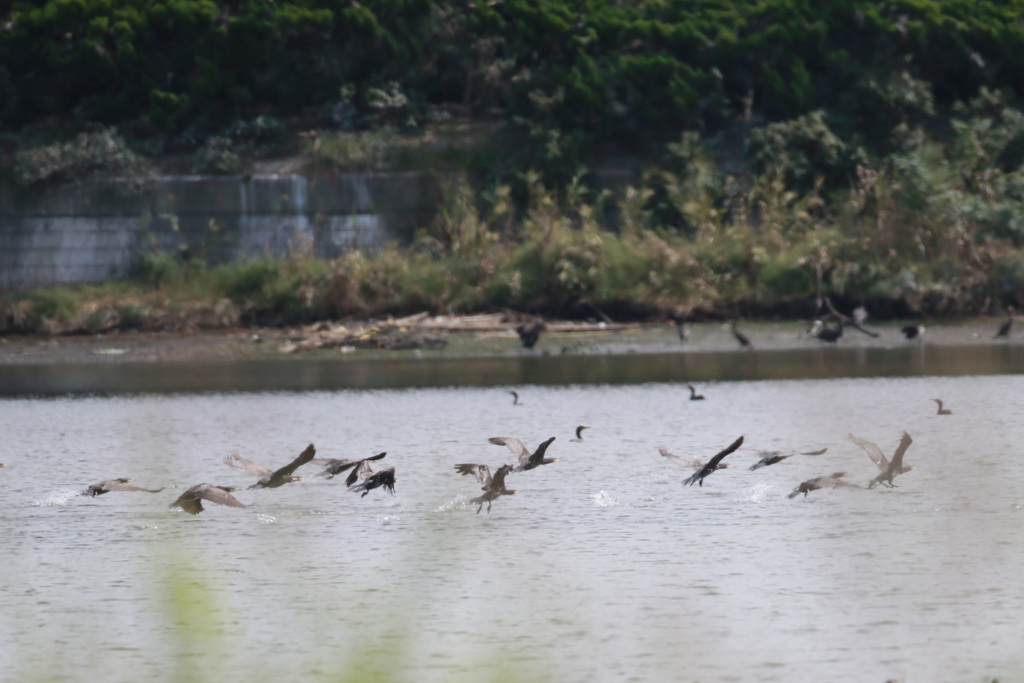 カワウのスクランブル？