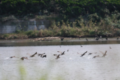カワウのスクランブル？