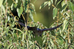 ヒヨドリのお尻？