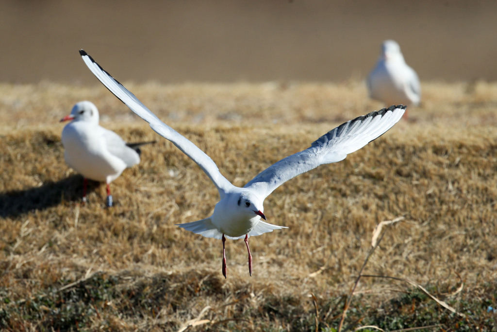 ユリカモメ飛び出し