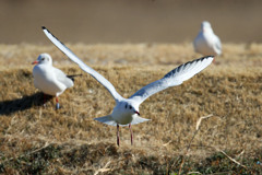 ユリカモメ飛び出し
