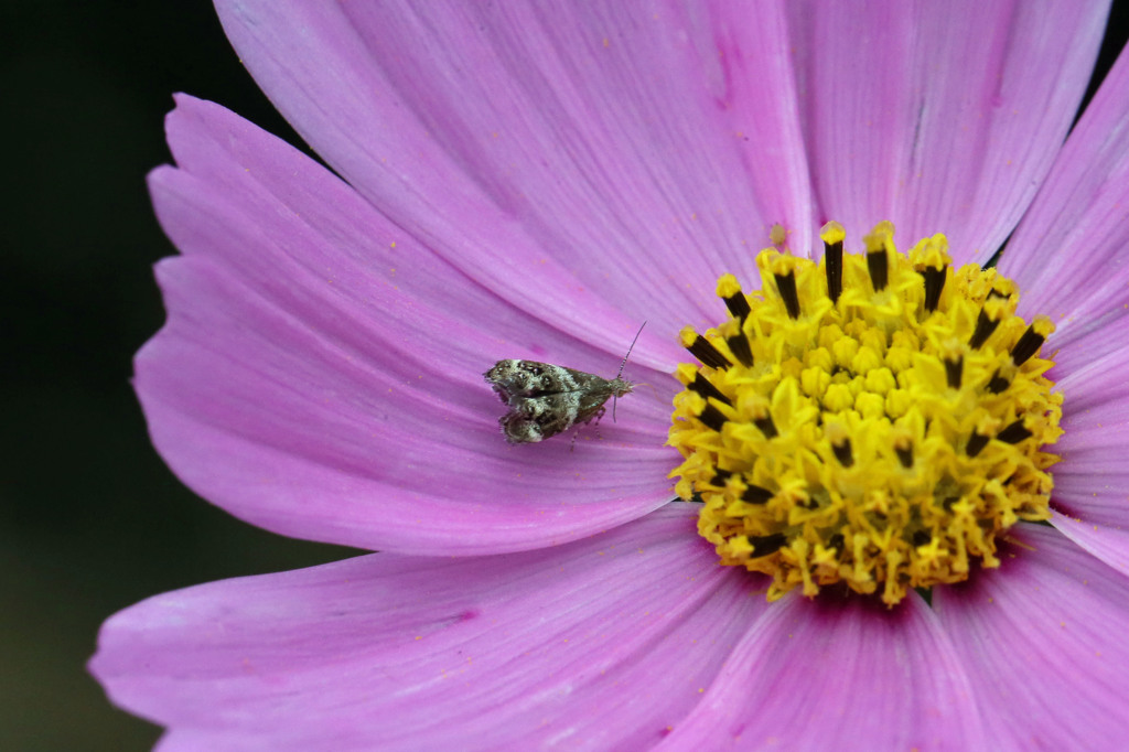 僕ハナアブより小さいよ
