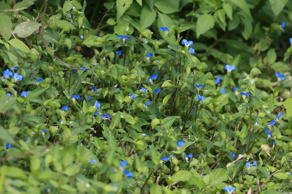 ツユクサたくさん