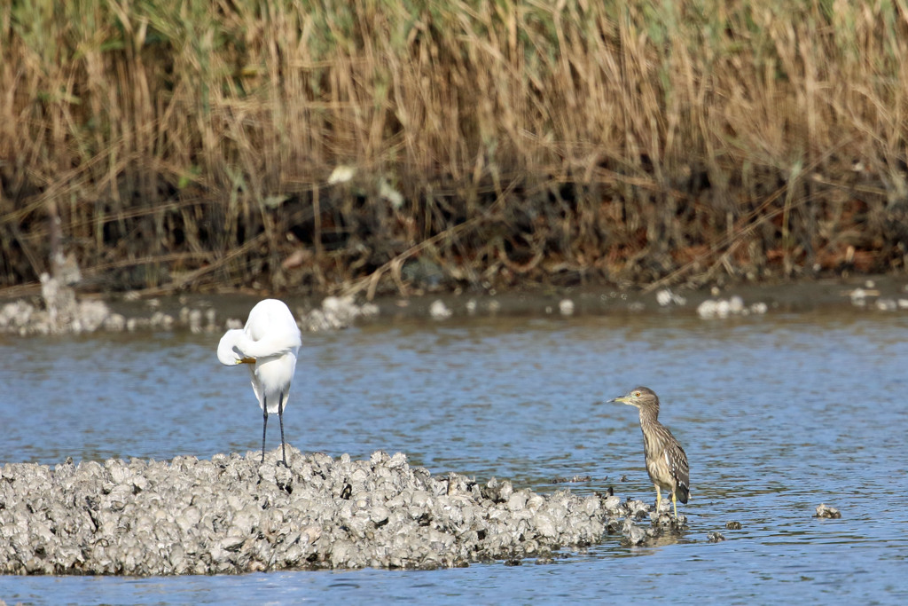 ダイサギ＆ゴイサギ幼鳥