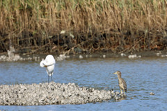 ダイサギ＆ゴイサギ幼鳥