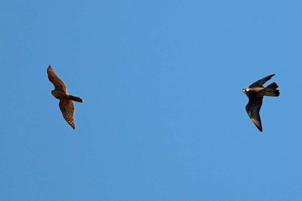 オオタカ幼鳥対オオタカ成鳥