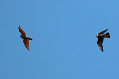 オオタカ幼鳥対オオタカ成鳥