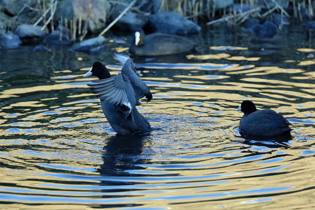 見守るオオバン