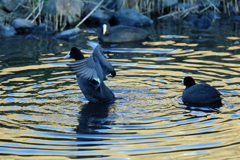 見守るオオバン