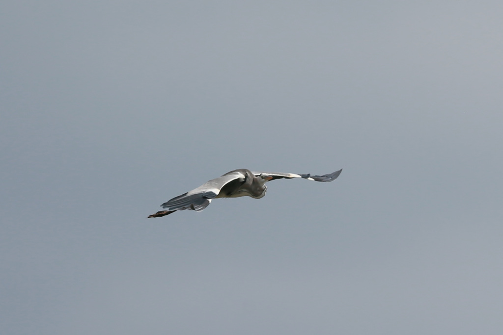 アオサギの飛び方-2