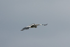 アオサギの飛び方-2