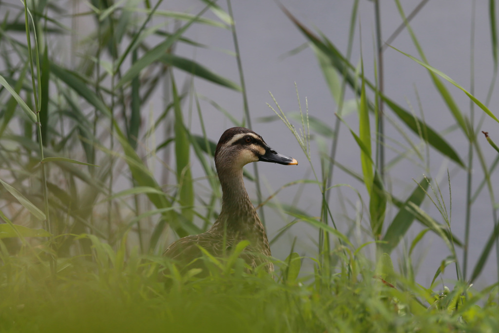 カルガモポーズ-6