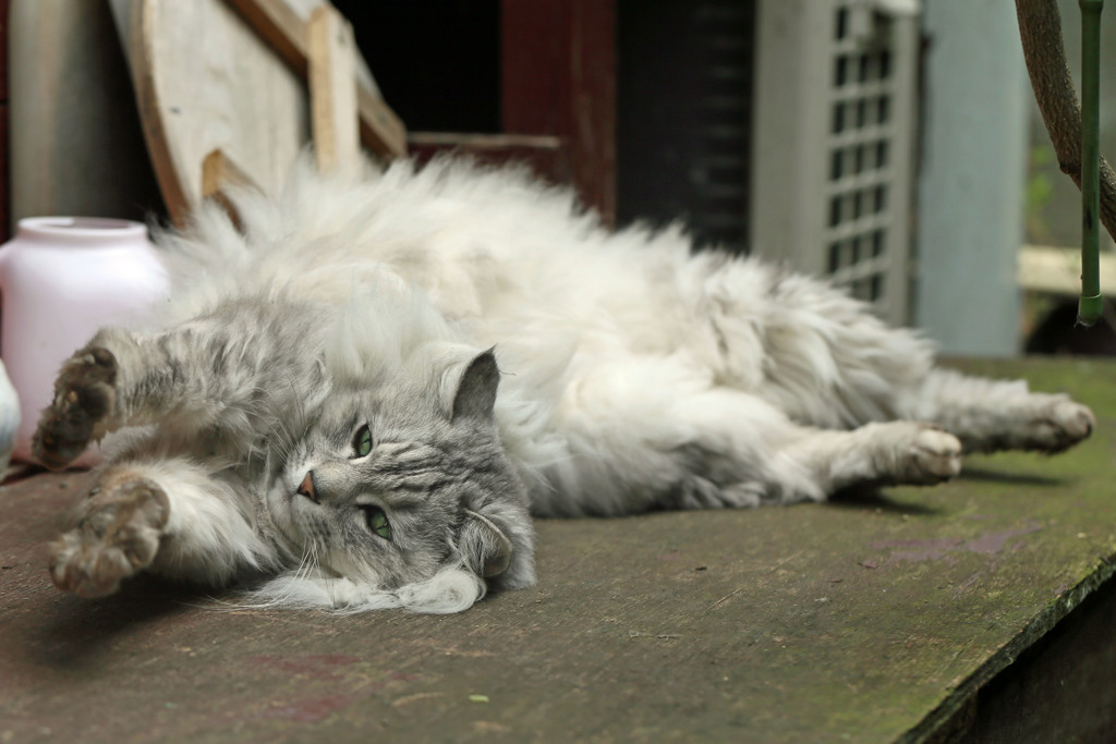 リラックスにゃにゃその1