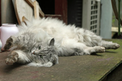 リラックスにゃにゃその1