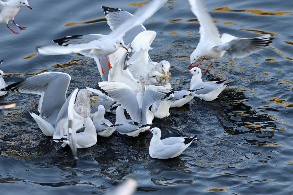 今日も懲りずに奪い合い
