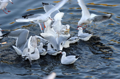 今日も懲りずに奪い合い