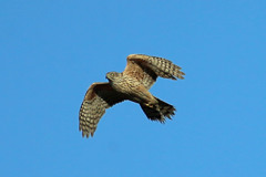 青空とオオタカ幼鳥