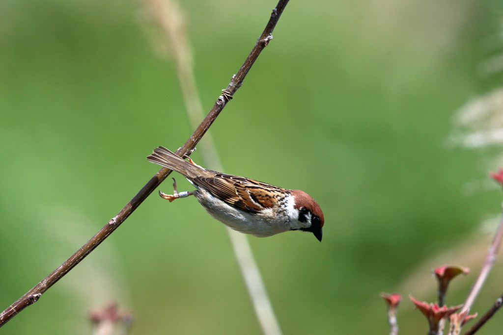 スズメ飛びだし