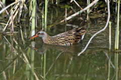 夕日を浴びて-1