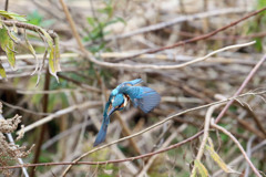 翼のブレーキその1