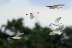 アマサギ、ダイサギ、コサギ君