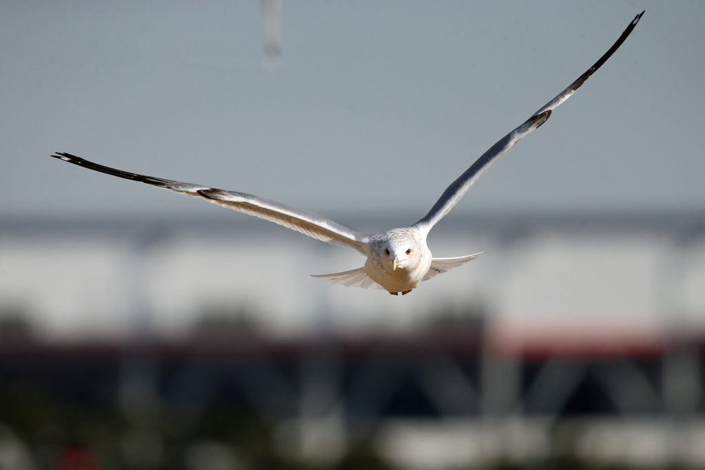 正面シリーズ-5