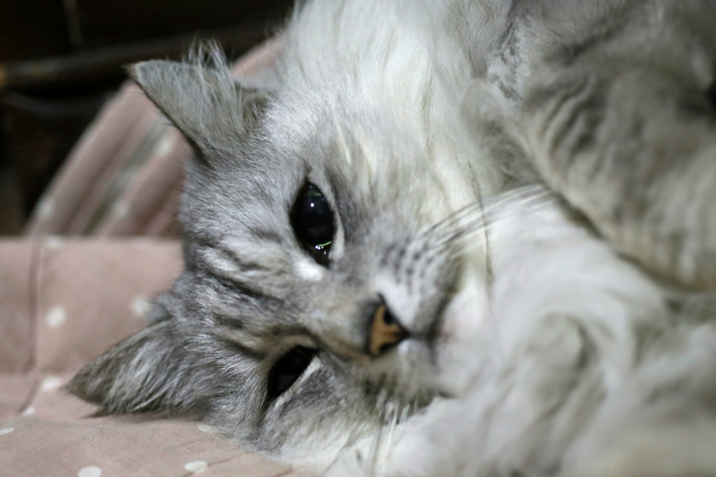 光るにゃにゃの目その1