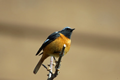 ジョウビタキ君-3