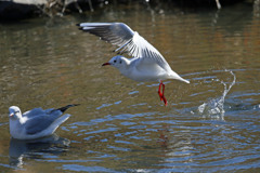 ユリカモメ飛び出し