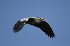 アオサギの飛び方その2