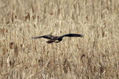 ノスリさんコマ送り-3