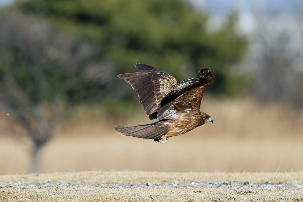 飛び出しじゃないよジャンプだよ-3
