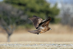 飛び出しじゃないよジャンプだよ-3
