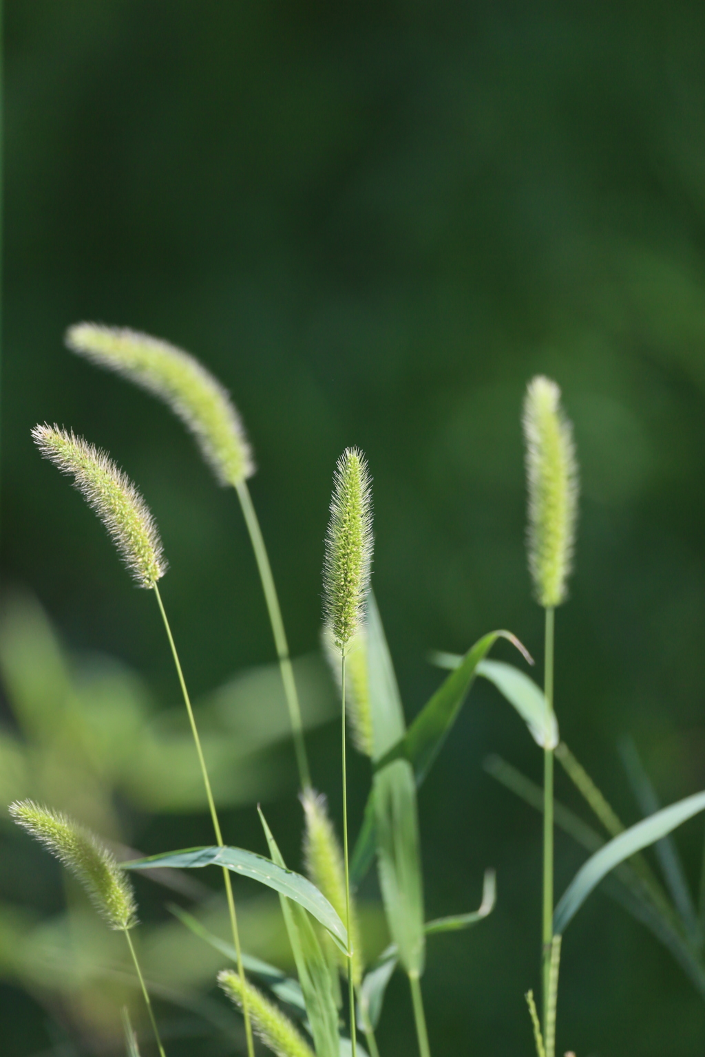 日差しを浴びて