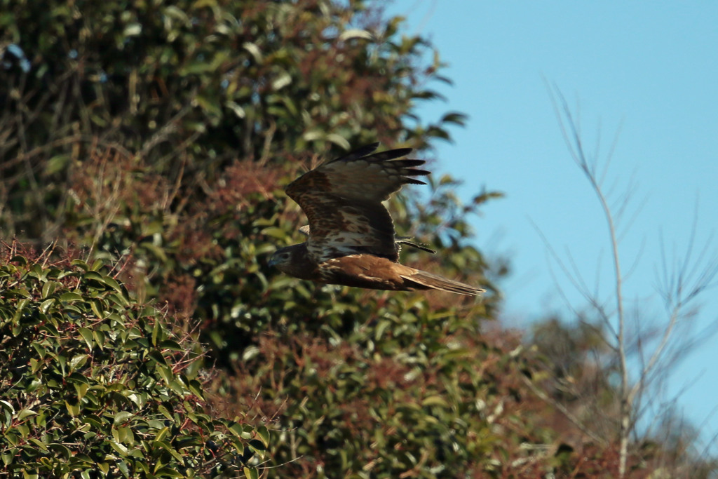 林に突っ込むチュウヒ