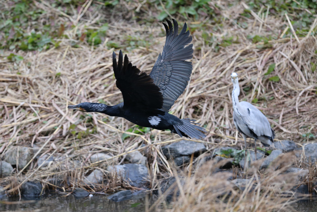 見つめるアオサギ