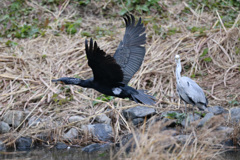 見つめるアオサギ