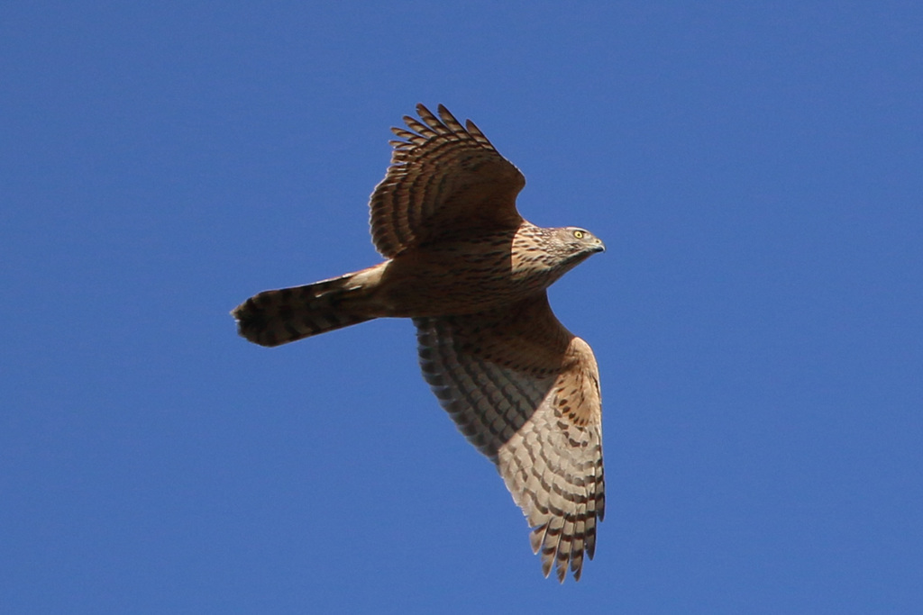 オオタカ幼鳥-3