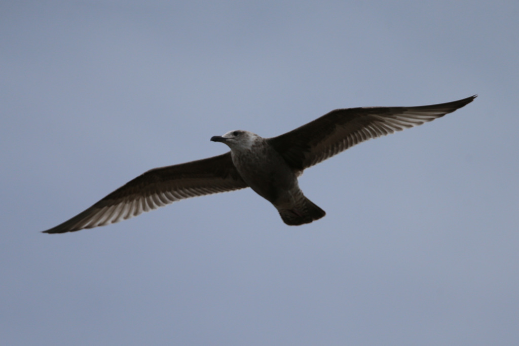 セグロカモメ幼鳥