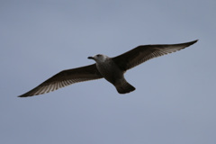 セグロカモメ幼鳥